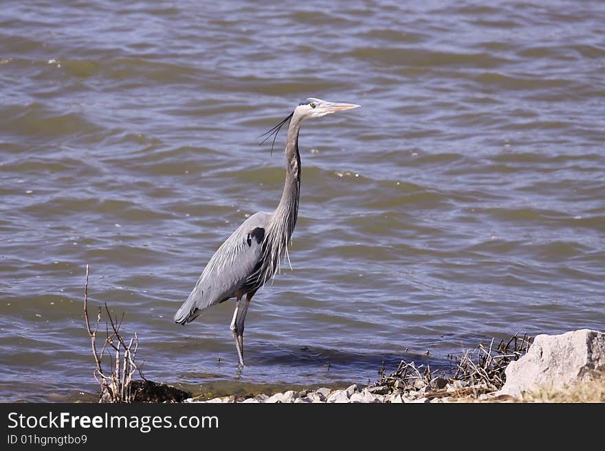 Great Blue Heron