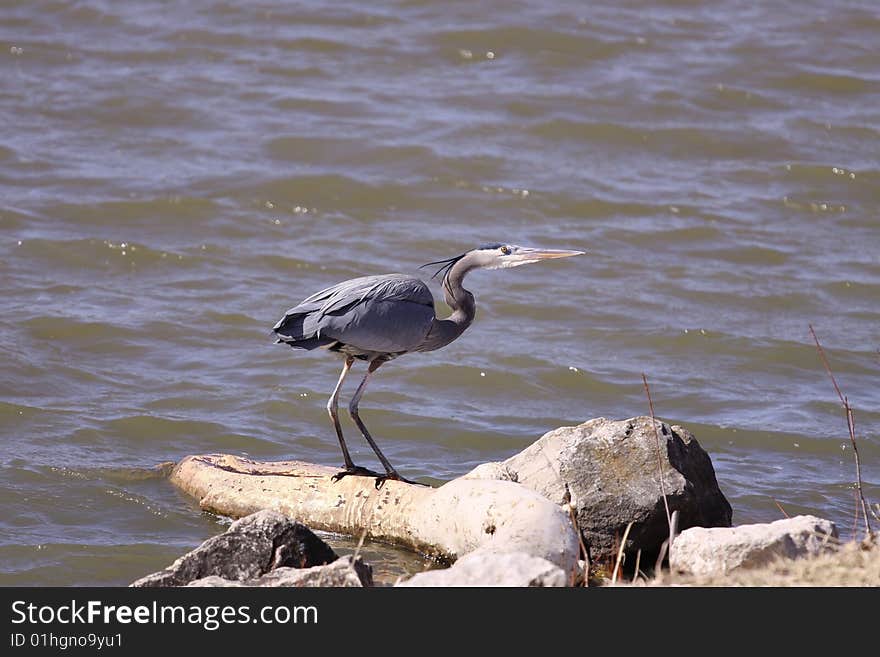 Great Blue Heron