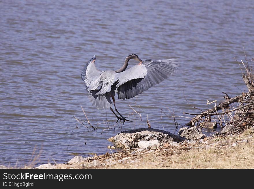 Great Blue Heron