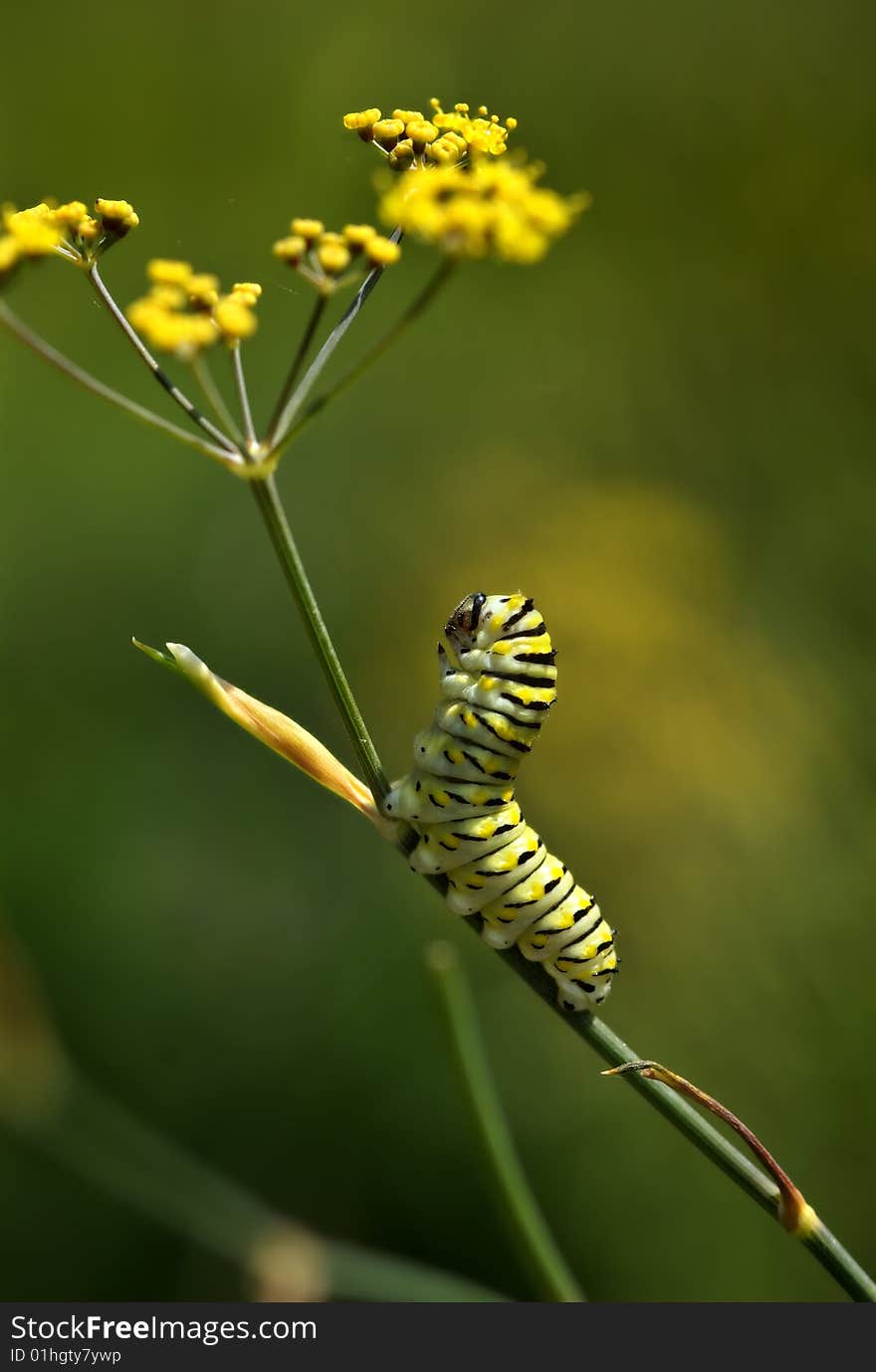 Caterpillar lifts his head