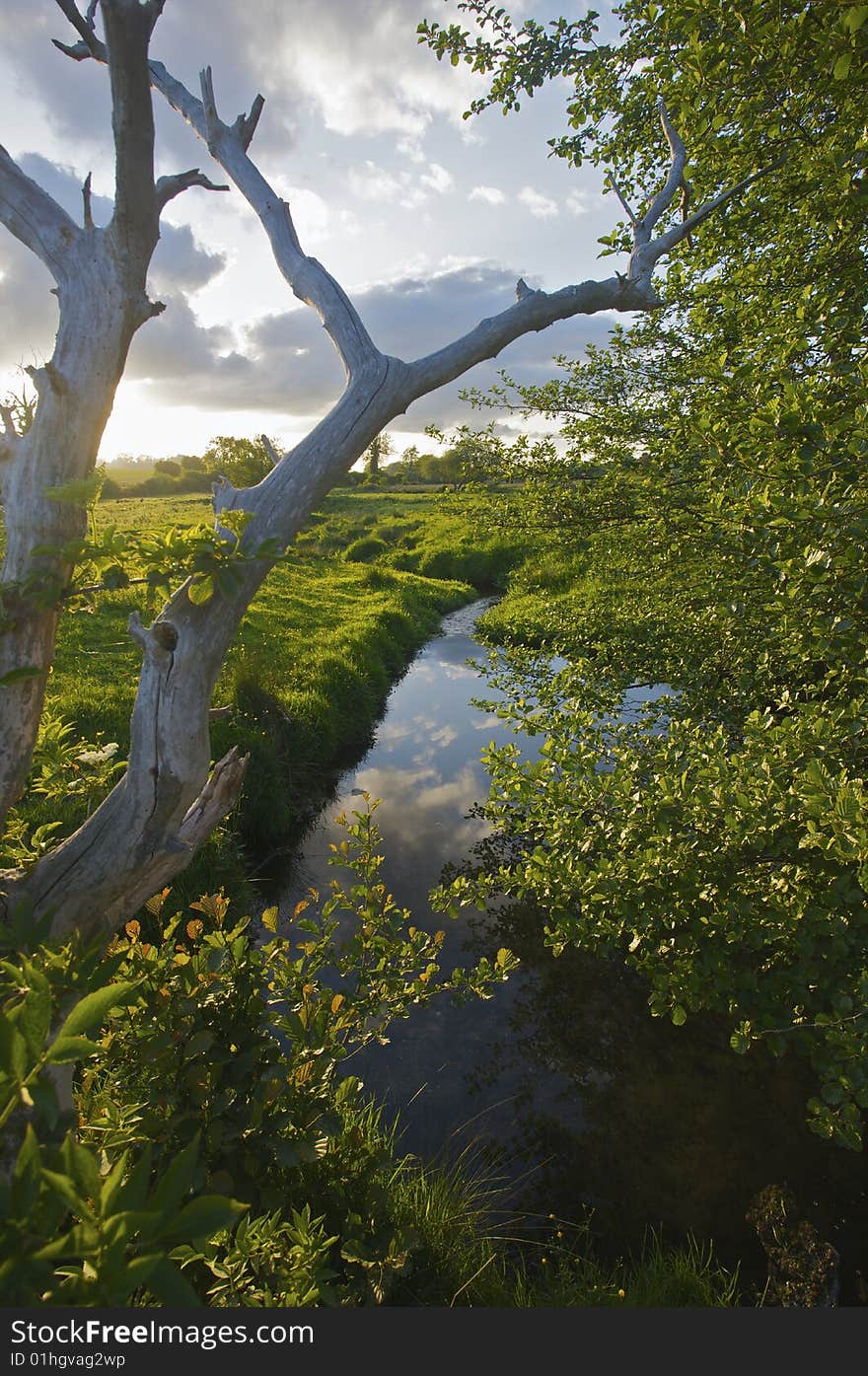 A dead tree by a river in the evening sunlight. A dead tree by a river in the evening sunlight