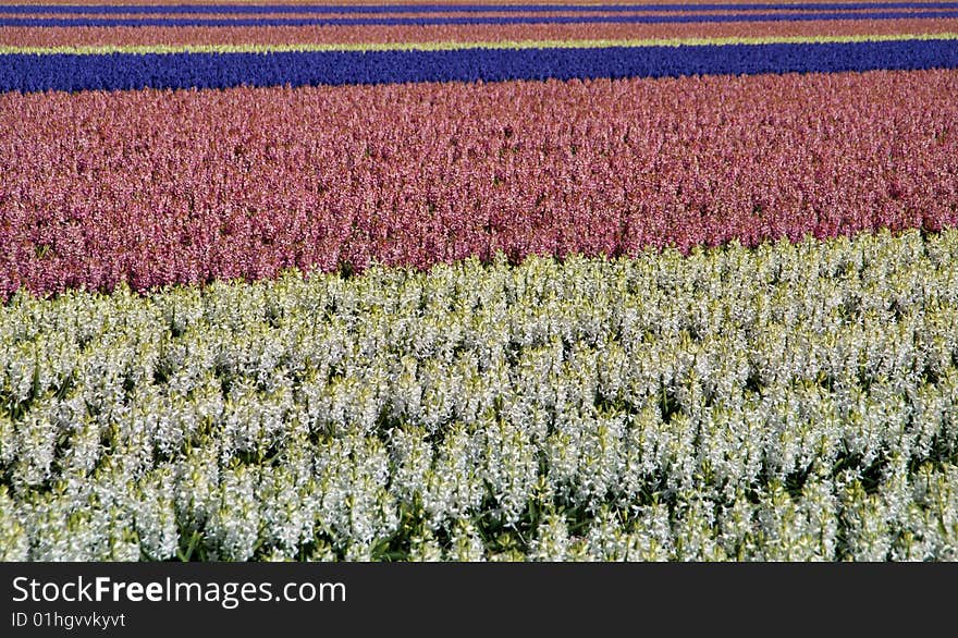 In springtime the western part of Holland, the area just behind the dunes, becomes a colorful carpet. It’s the time that all the bulb flowers are booming in all kind of colors. Wandering around during this time of the year is a pleasure for your eyes. In springtime the western part of Holland, the area just behind the dunes, becomes a colorful carpet. It’s the time that all the bulb flowers are booming in all kind of colors. Wandering around during this time of the year is a pleasure for your eyes.