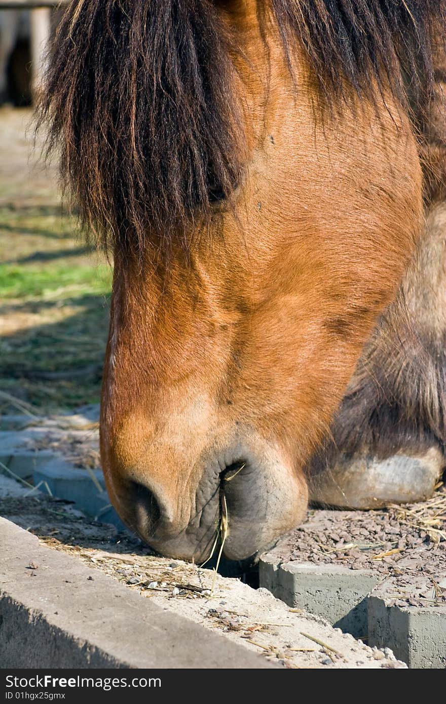 Riding horse head on an animal farm