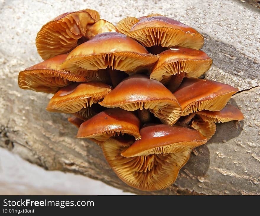 Mushrooms On A Log