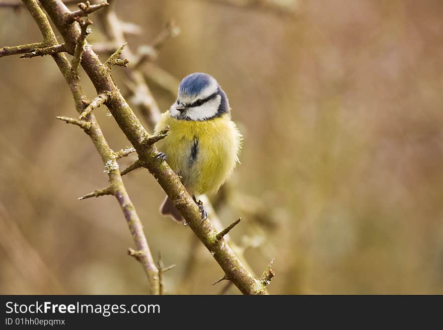 Blue tit resting on a branch