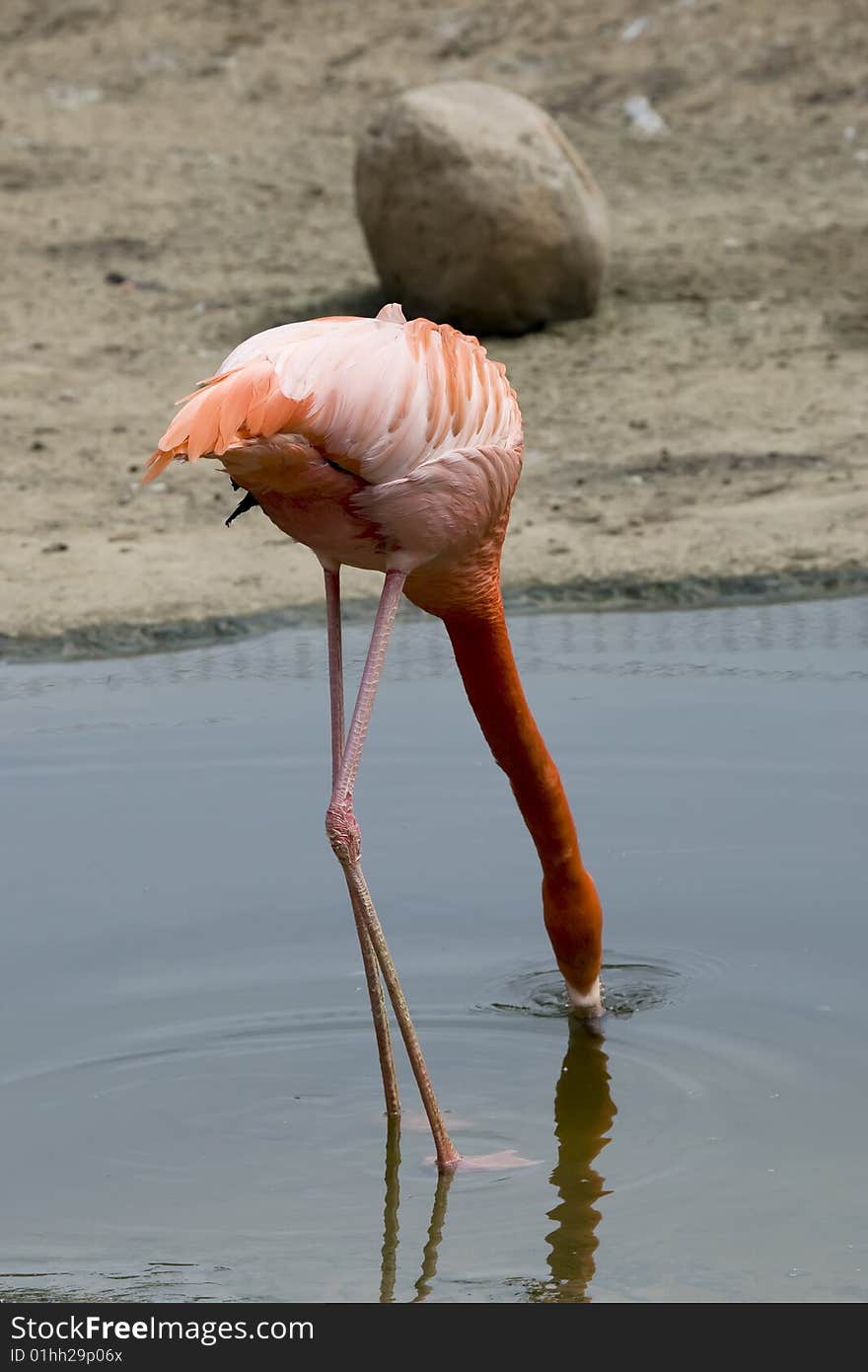 Red flamingo drinking water in zoo in summer