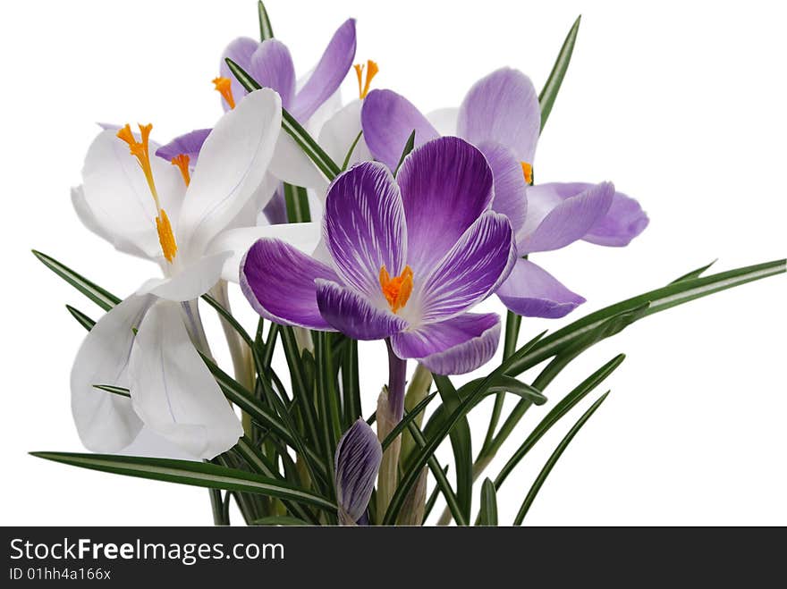 Beautiful flowerses of the spring crocus