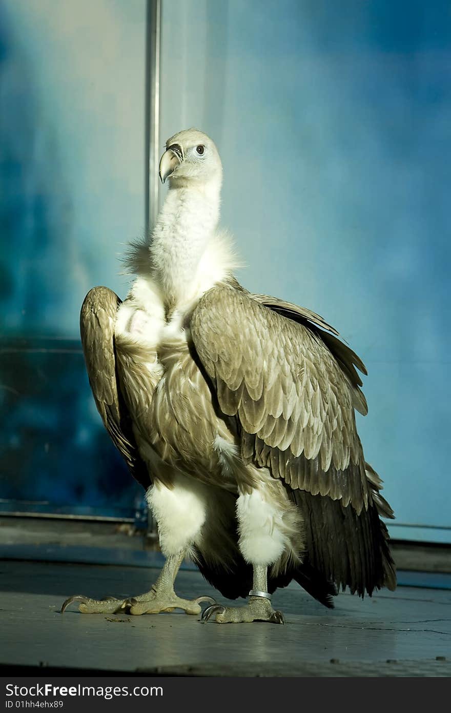 A Griffon Vulture in extension