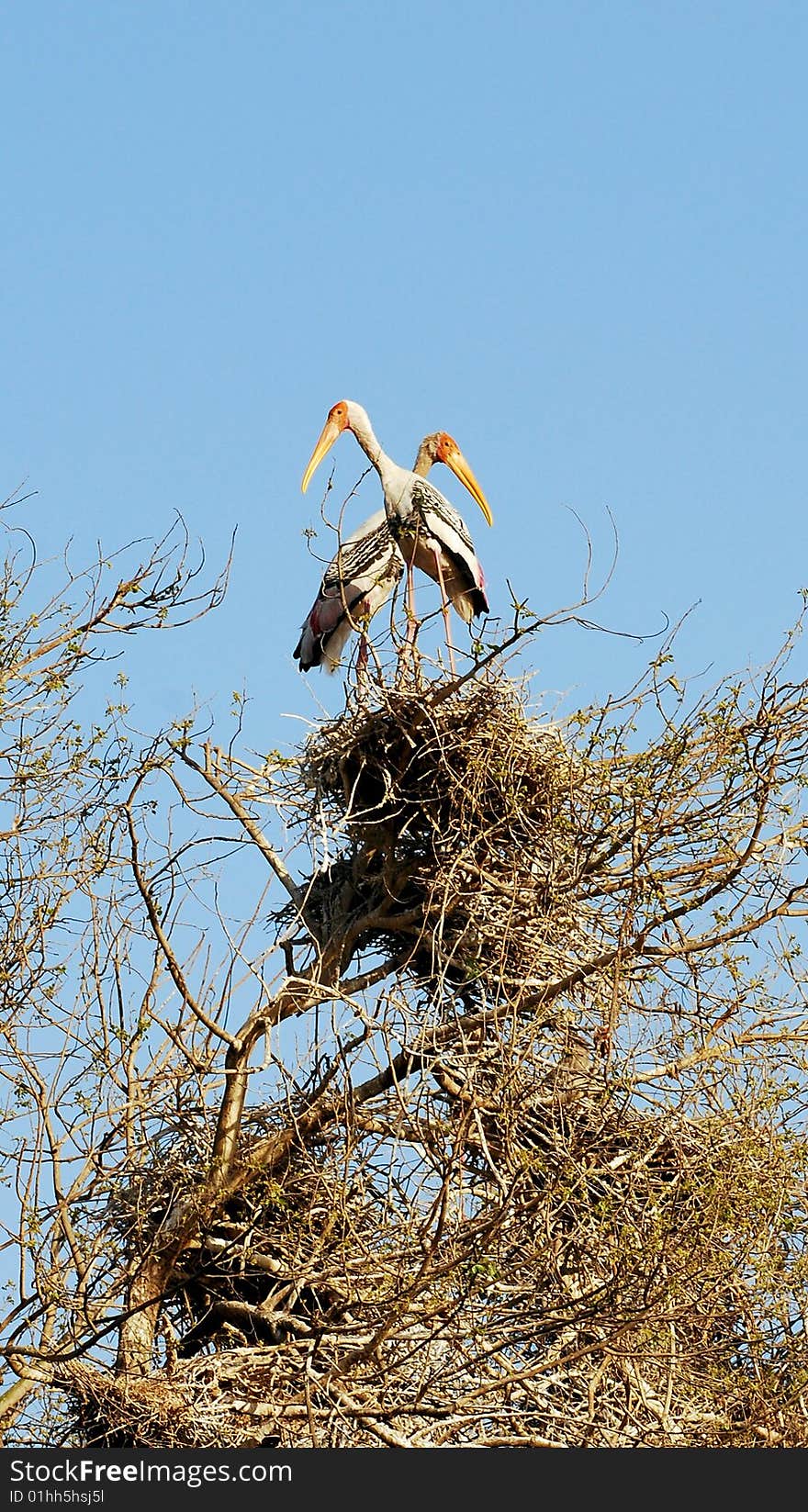 Painted storks standing on their nest.