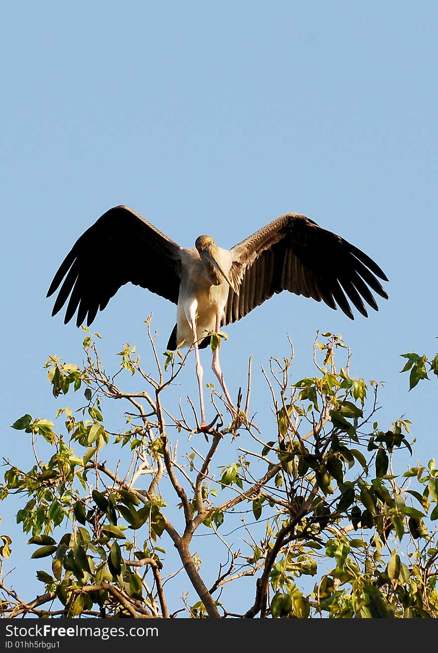 Painted stork balancing on the top of the tree.