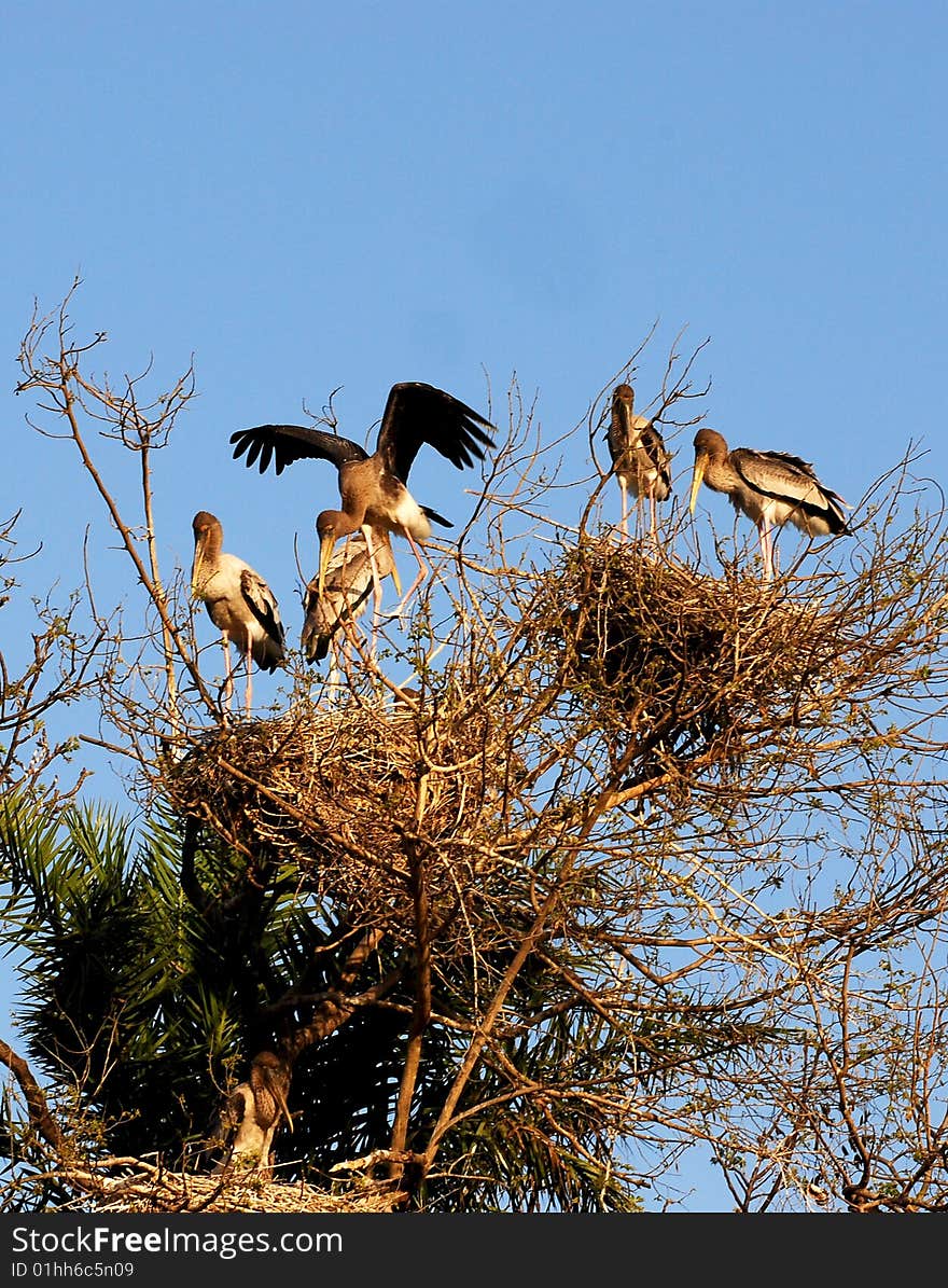 Painted stork