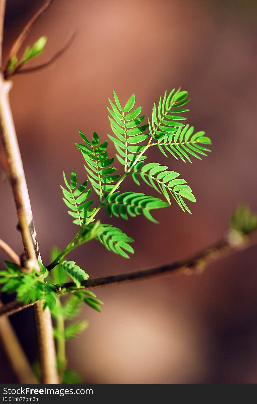 New born green leaves isolated in outdoors. New born green leaves isolated in outdoors.