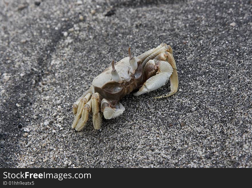 White crab on the beach