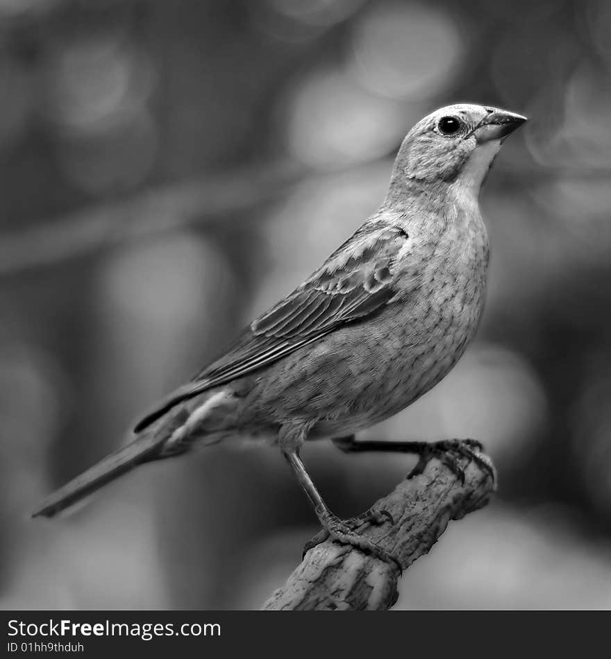 Female Brown Cow Bird