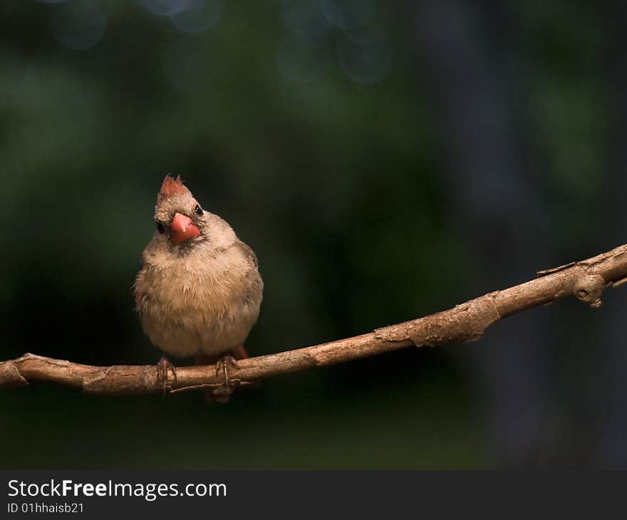 Female Cardinal