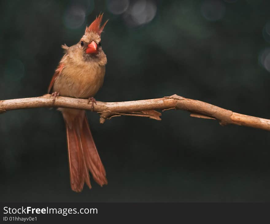 Female Cardinal