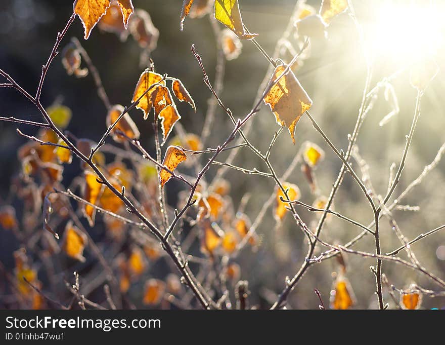 Autumn leaves background