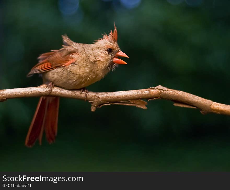 Female Cardinal