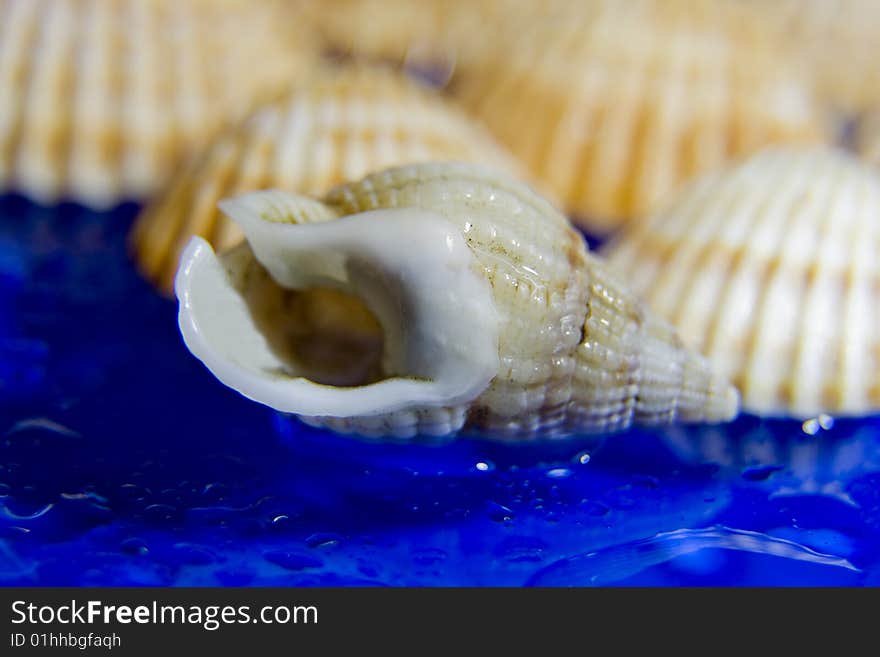 Three mollusk shells in a blue background