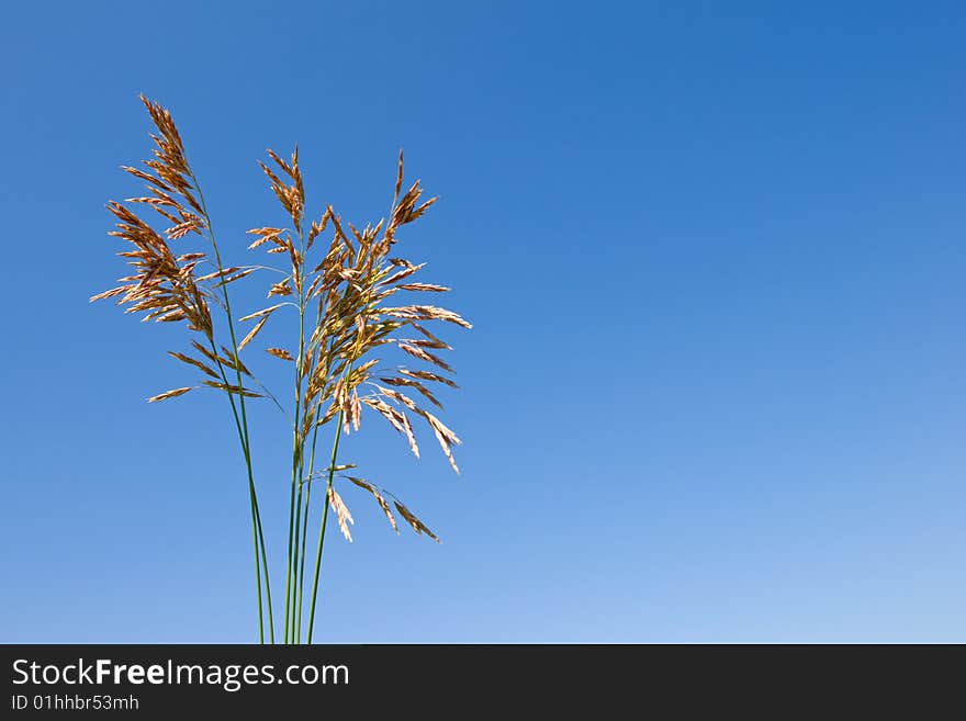 Grass Ear