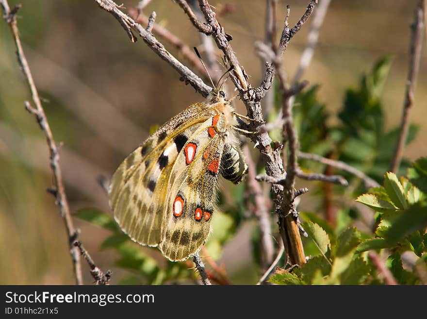 Nomion butterfly sitting on the bush