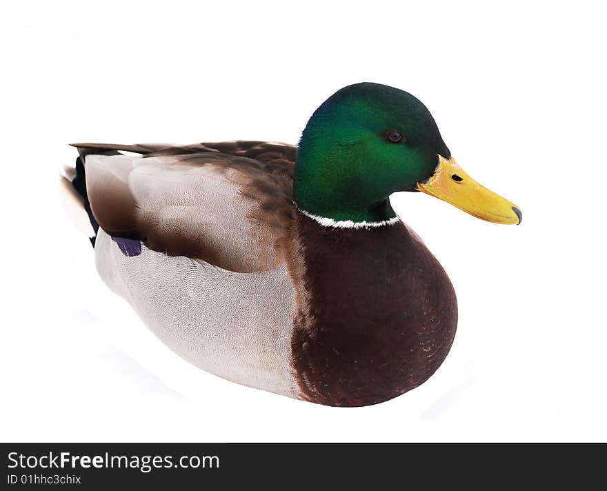 Beatiful Duck