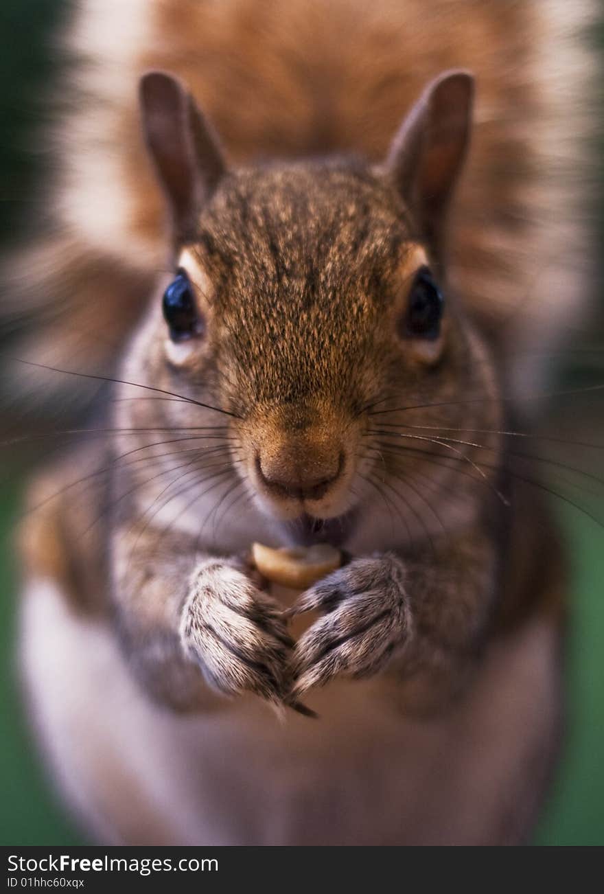 Skippy the squirrel looking in my window eating a peanut