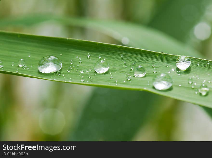 Rain drops on grass leaf. Rain drops on grass leaf