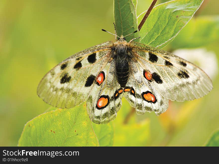 Nomion butterfly sitting on the grass