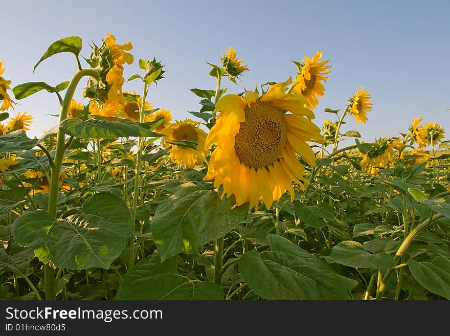 Sunflower field