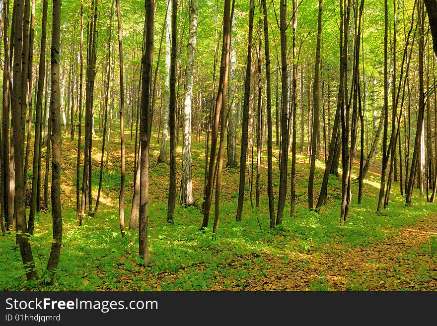 Sunlight rays in the forest. Sunlight rays in the forest