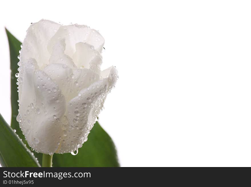 White tulips and green leaves on a light background. White tulips and green leaves on a light background.