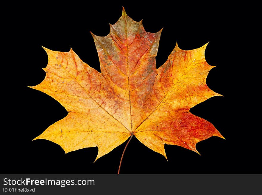 Dry maple leaf is isolated on black