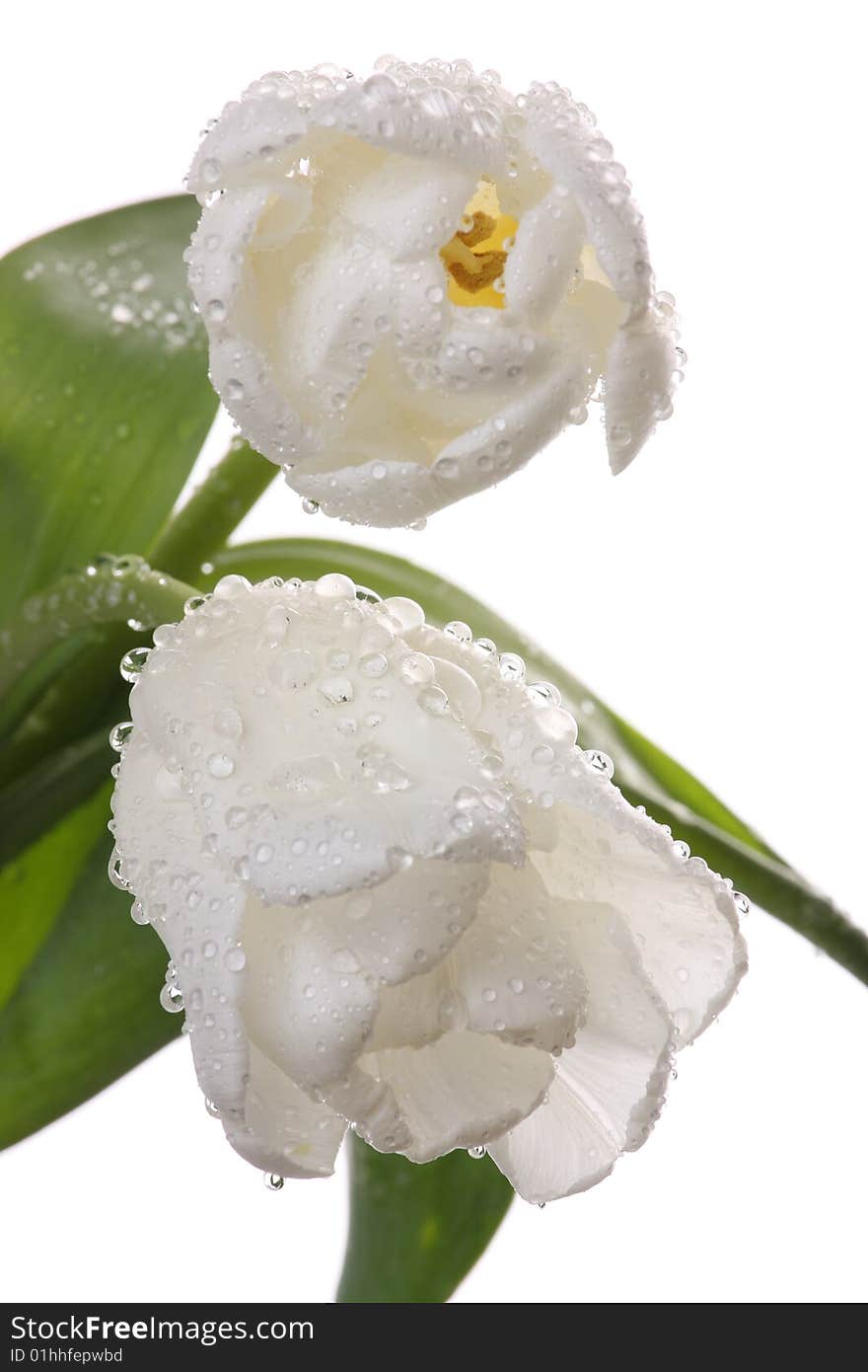 White tulips and green leaves on a light background. White tulips and green leaves on a light background.