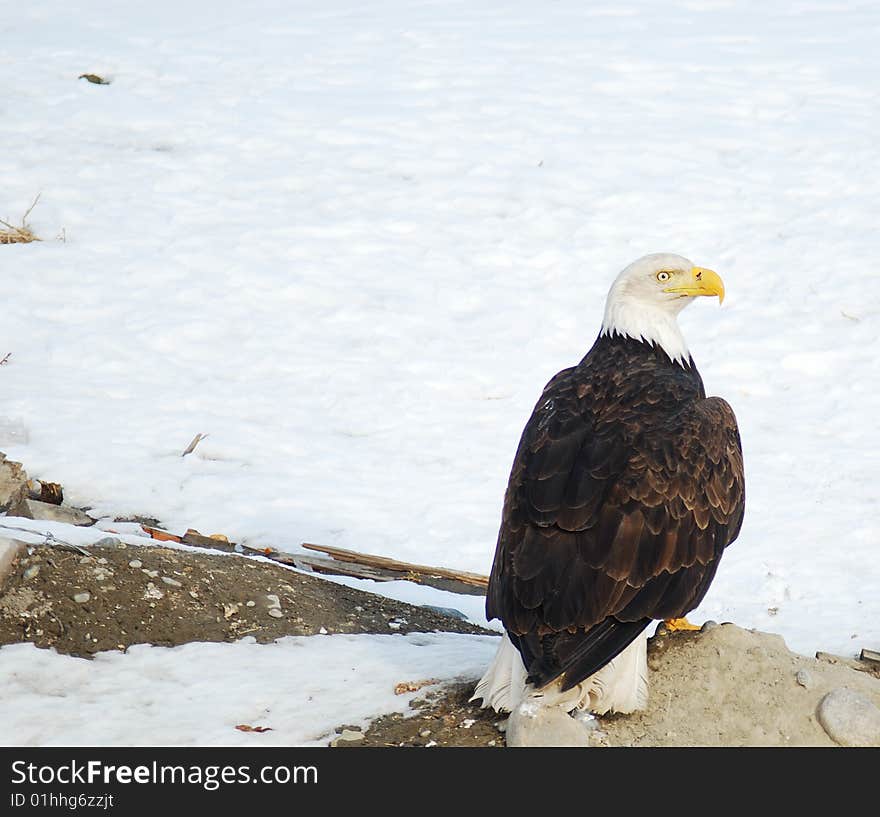 Beautiful bald eagle sitting on the ground