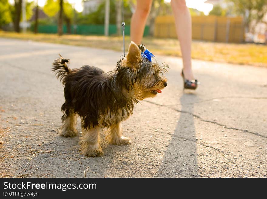 Woman with sweet tiny terrier. Woman with sweet tiny terrier