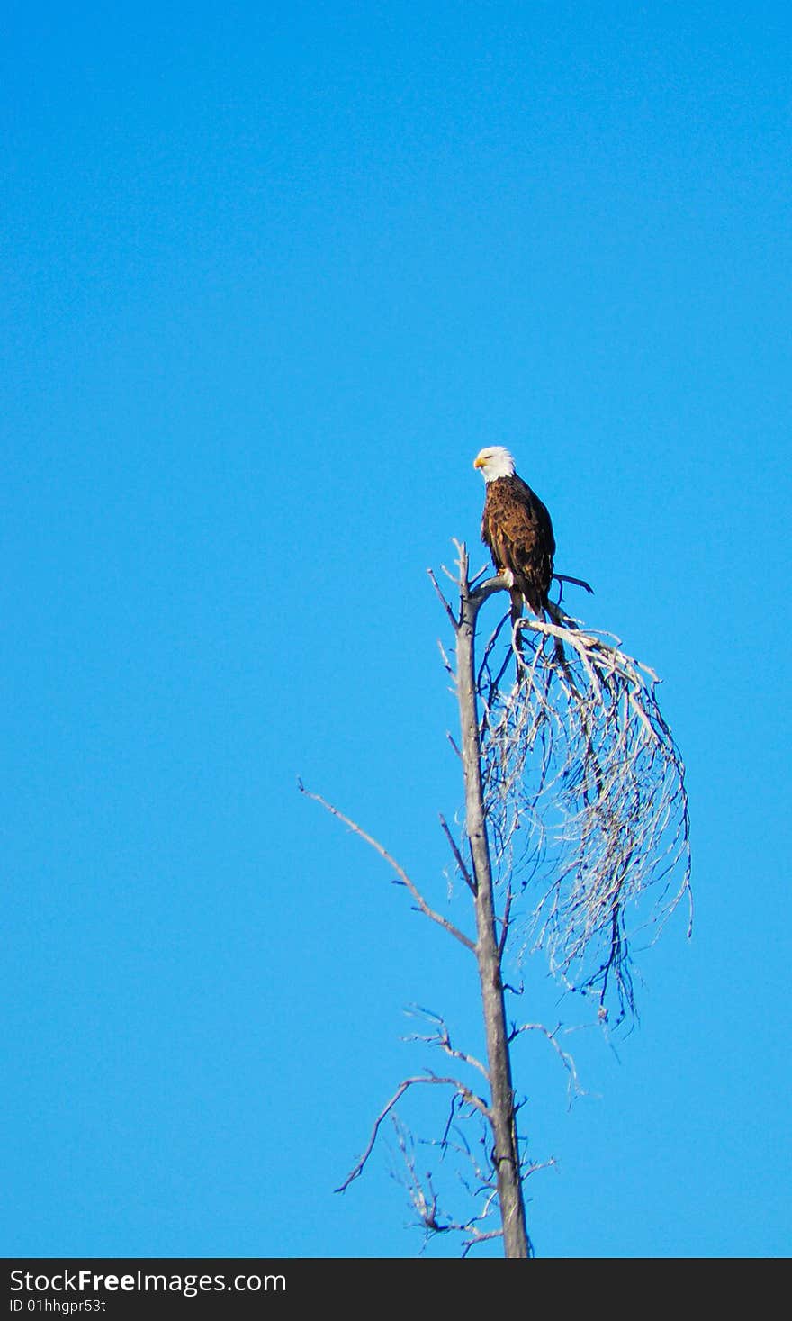 Big bald eagle on a old tree