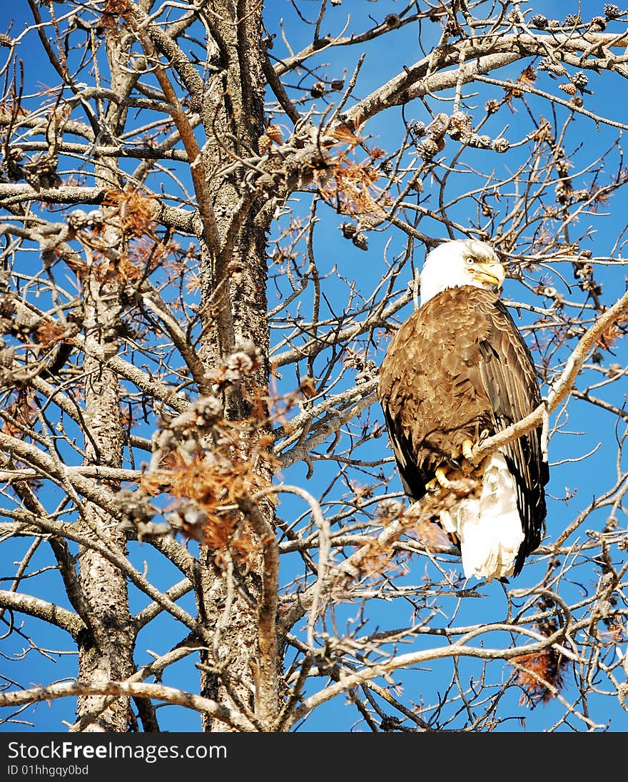 Big bald eagle on a old tree