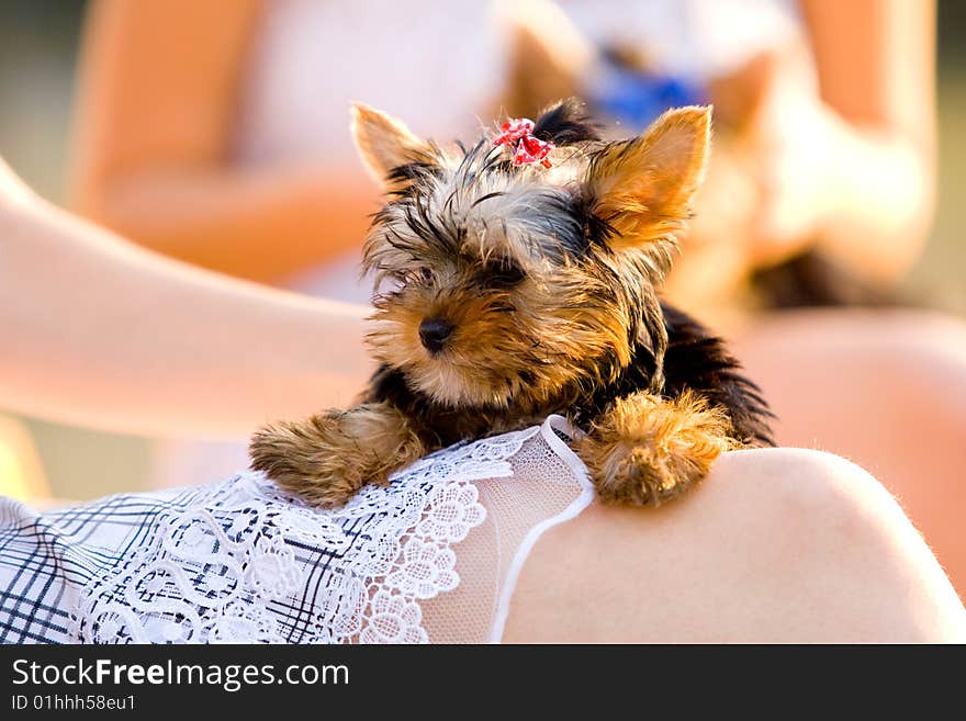 Woman with sweet tiny terrier. Woman with sweet tiny terrier