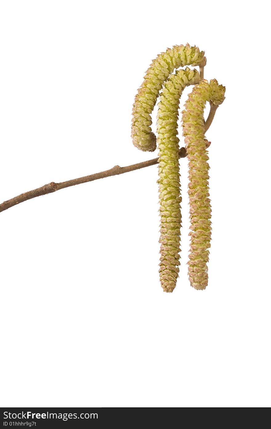 Branch With Catkins