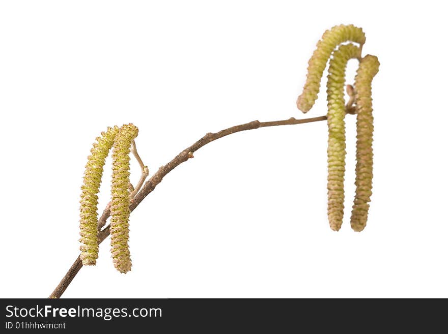 Branch with catkins