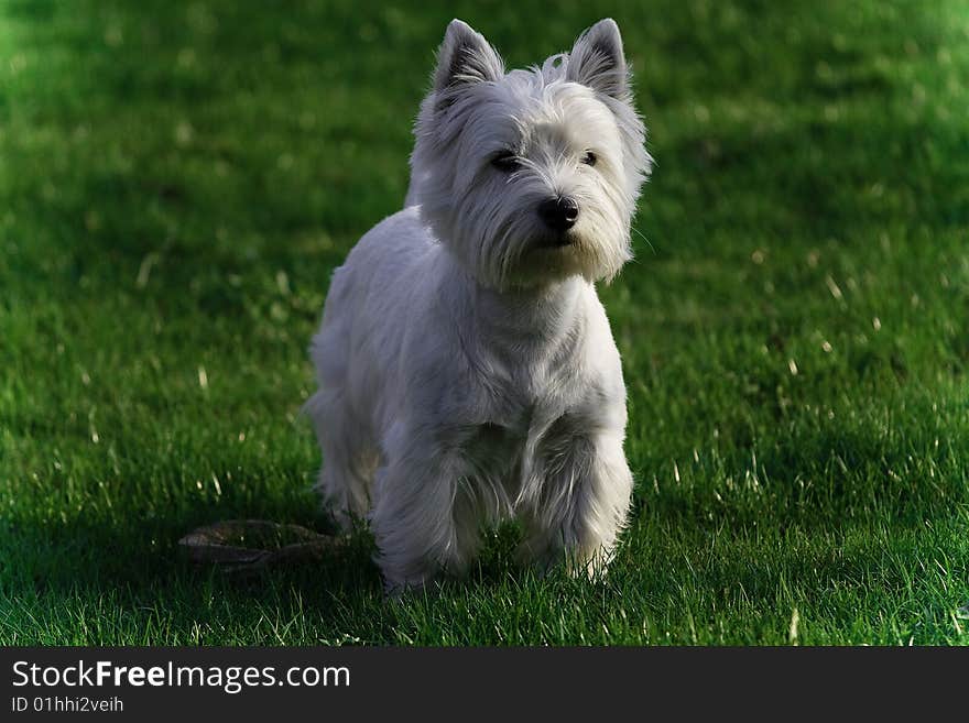 young west highland take by canon 30d. young west highland take by canon 30d