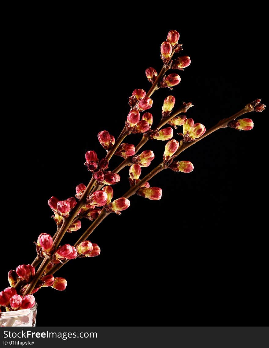 Spring Twig