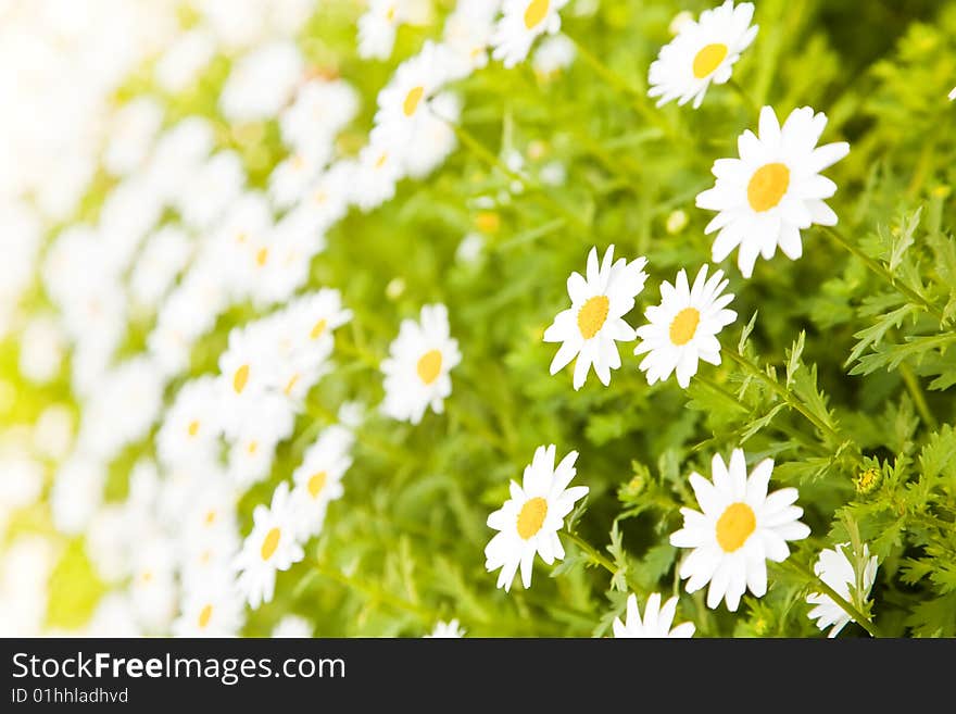 Field of daisies