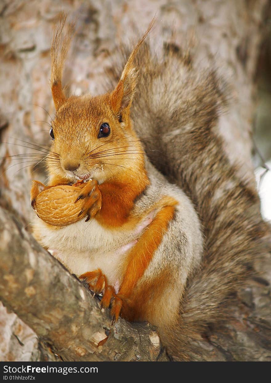 Squirrel with a nut on a branch