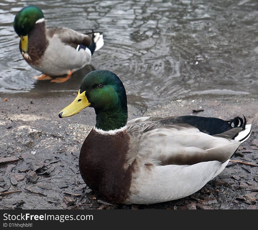 Male mallard duck in winter plumage on lake in Central Park