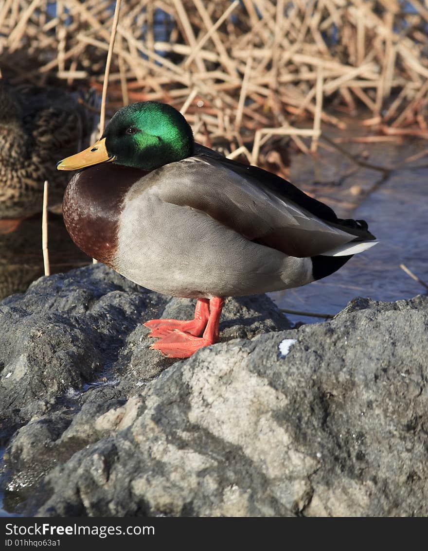 Male mallard duck