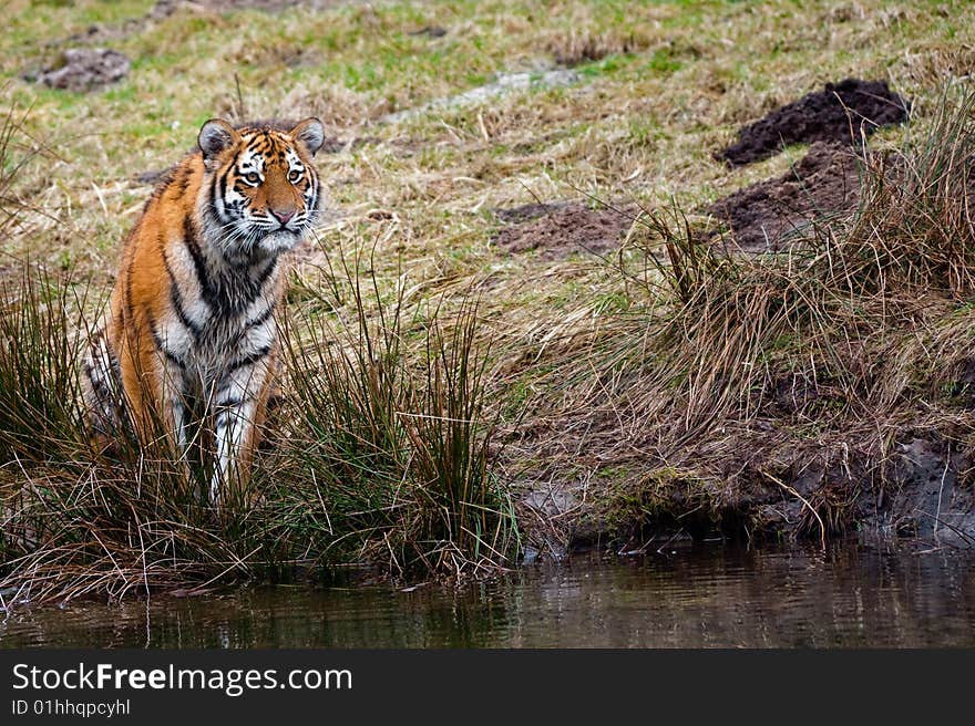 Siberian Tiger cub