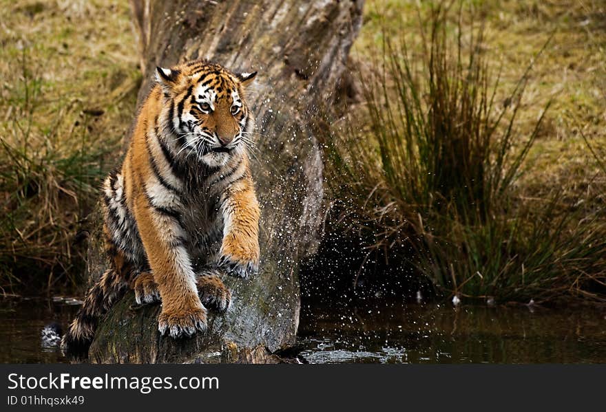 Siberian Tiger cub