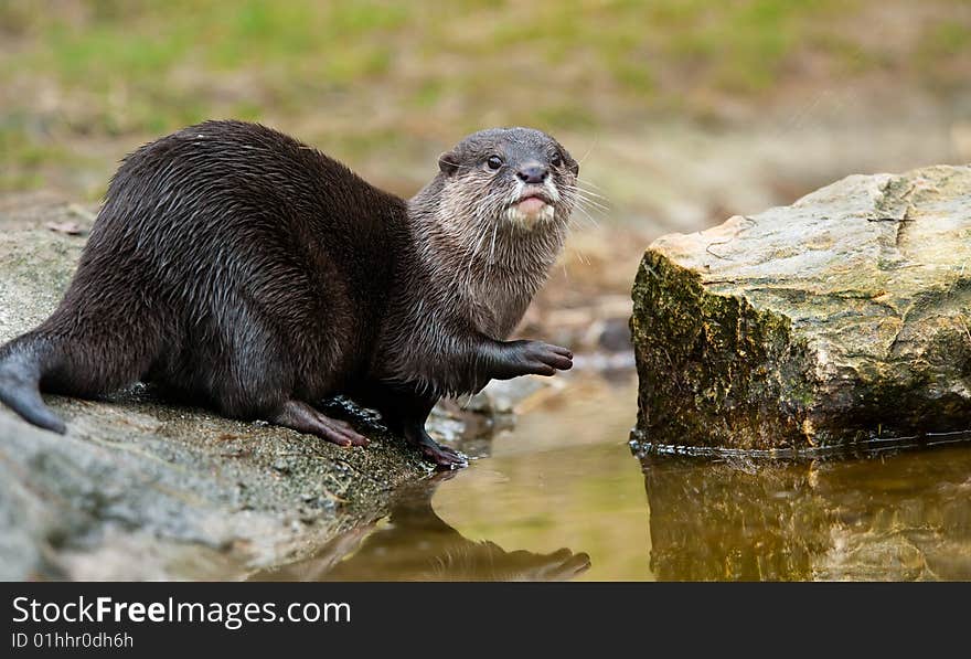 Oriental Small-clawed Otter